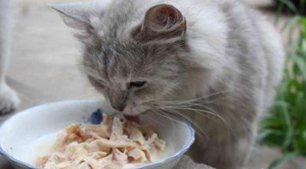 猫怀孕喂什么东西怎么回事