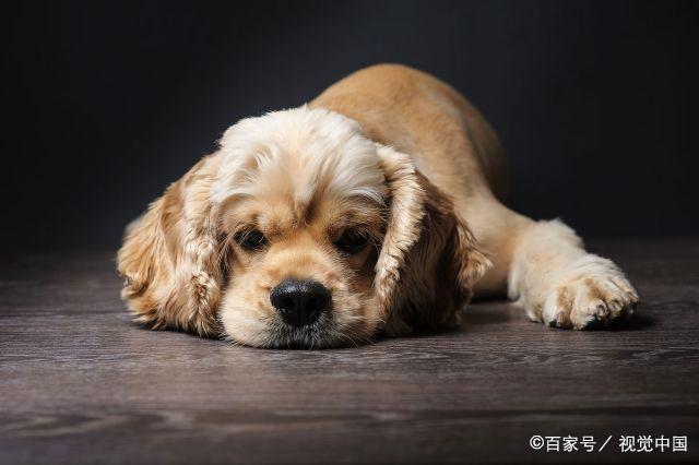 狗死之前注意什么东西