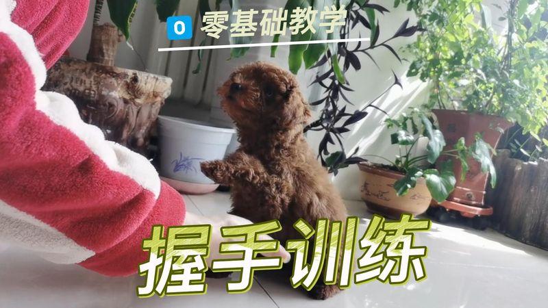 训练泰迪握手