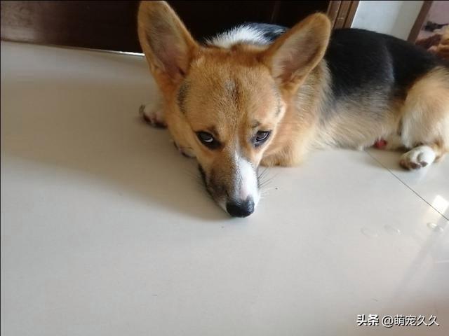 柯基爱叫怎么训练