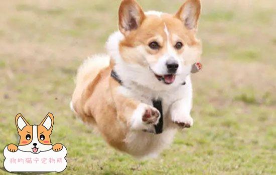 狗三四个月怎么训练