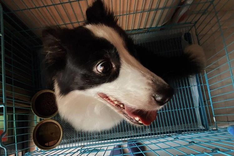 牧羊犬老咬东西怎么办