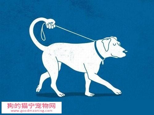 怎么训练狗跟步子