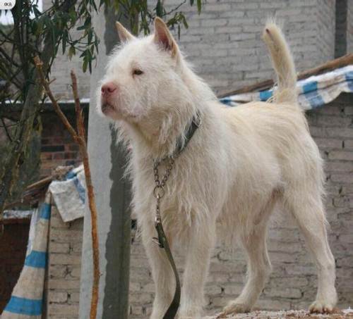怎样训练下司犬打猎