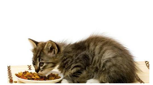 猫 肠胃炎 不吃东西