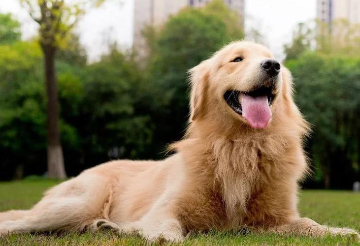 怎样才能教金毛犬不随便捡东西吃