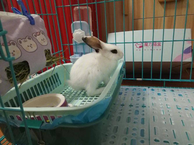 怎么训练兔兔上厕所