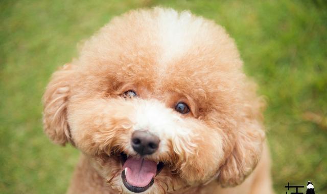 泰迪犬怎么训练站立