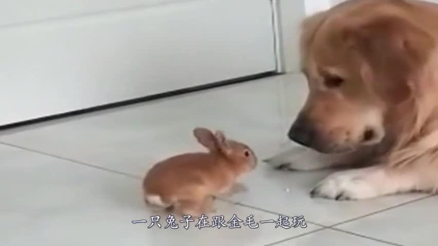如何训练狗咬兔子
