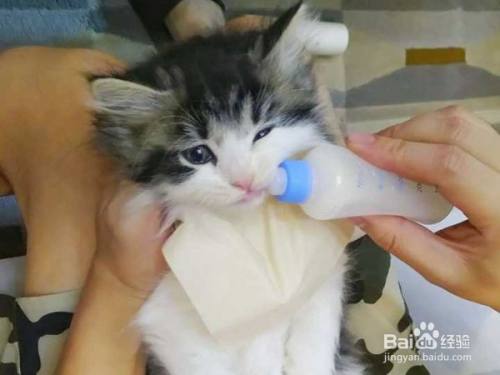 怎么让小奶猫吃东西是怎么回事