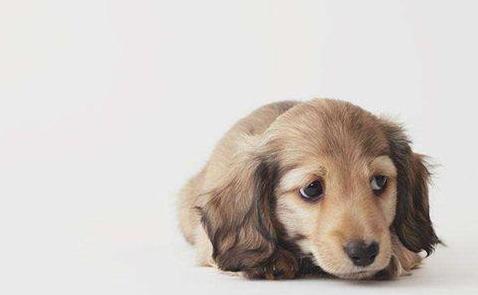 狗狗得犬瘟不吃东西怎么办