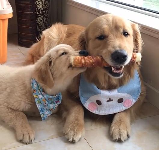 小金毛犬怎么不吃东西