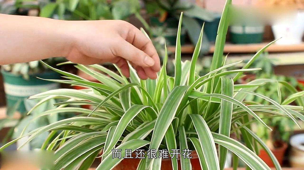 吊花的方法
