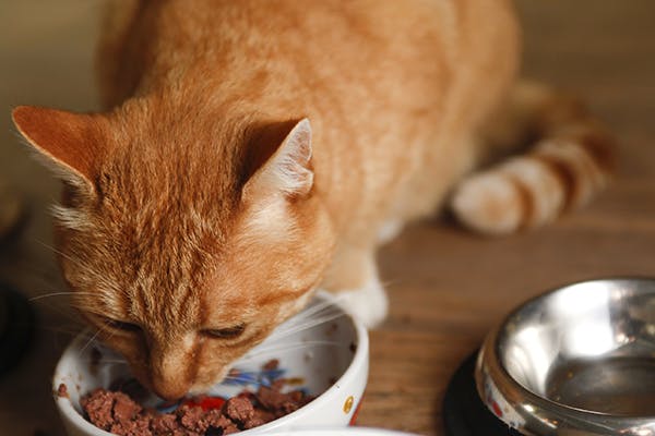 猫四肢无力不吃东西