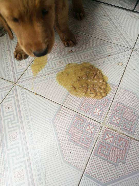 狗狗细小恢复期吃东西就吐