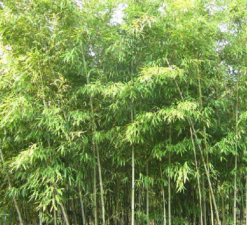金竹栽培
