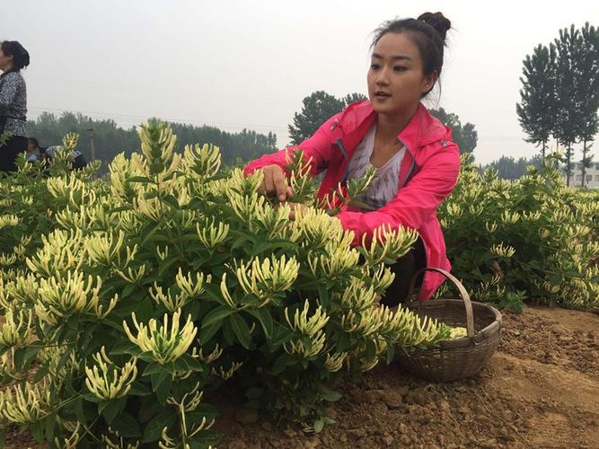 金银花怎么样栽培