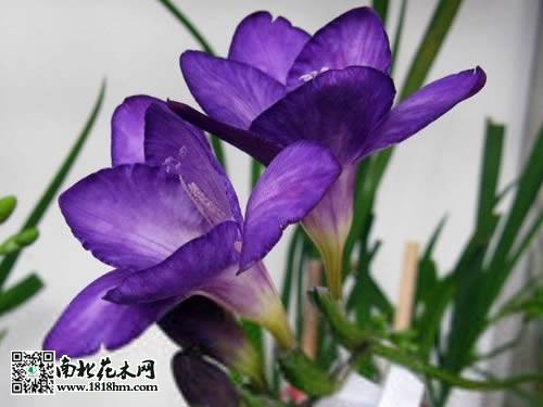 小苍兰的养殖方法
