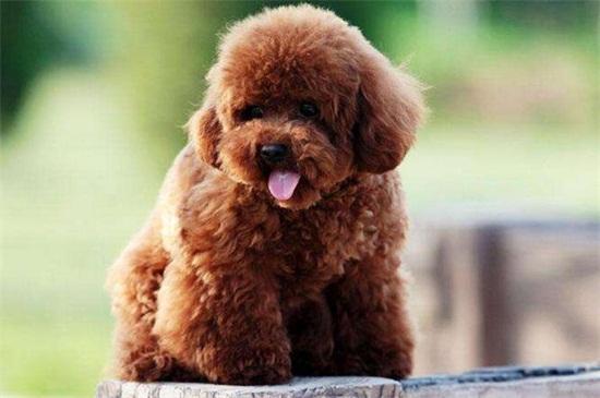 泰迪幼犬大小便训练