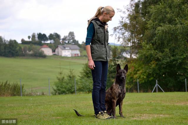 如何训练犬隐蔽