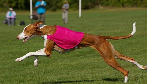 猎犬是怎样训练成的