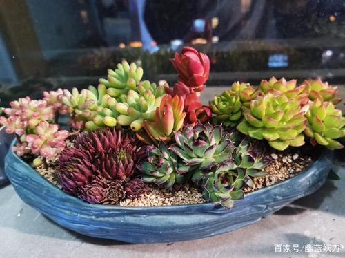 怎么栽培肉肉盆景