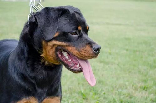 怎么样训练防爆犬