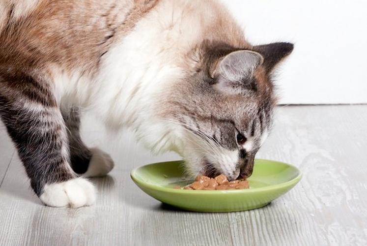 小猫咪三天不吃东西怎么办