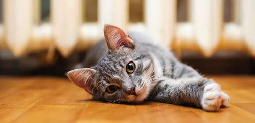 养2只猫要注意什么东西