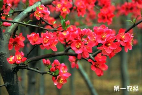 海棠花的栽培与管理