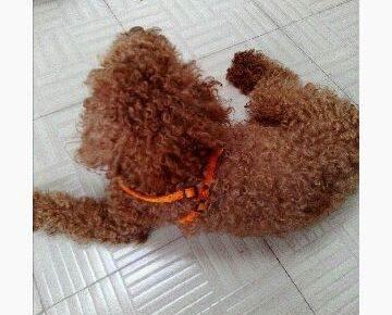 贵宾犬喜欢乱咬东西咋办