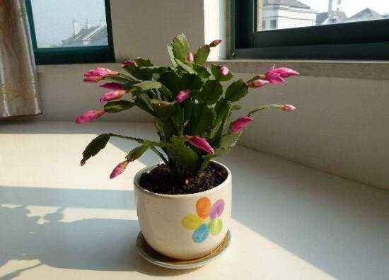 蟹爪兰花的养殖方法