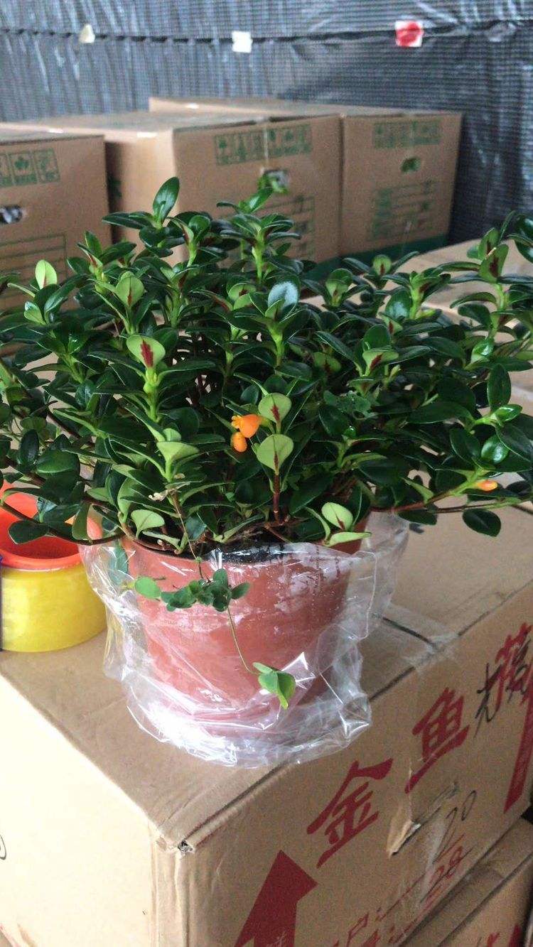 金鱼吊兰换盆注意事项