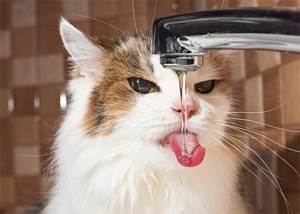 三个月猫咪能喝水不爱吃东西怎么办