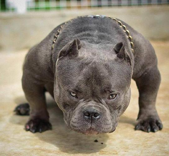 怎样训练恶霸犬的肌肉