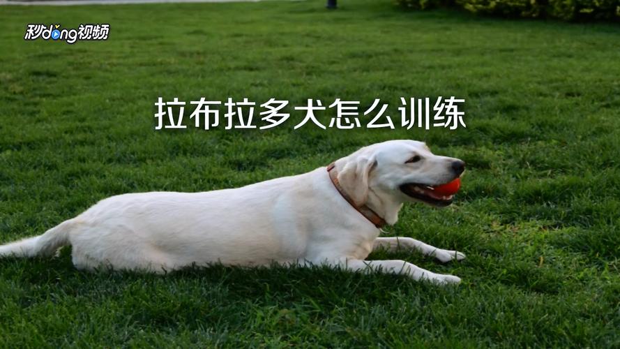 怎么训练拉布拉多运动