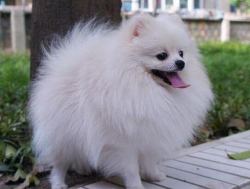 刚养的博美幼犬不吃东西