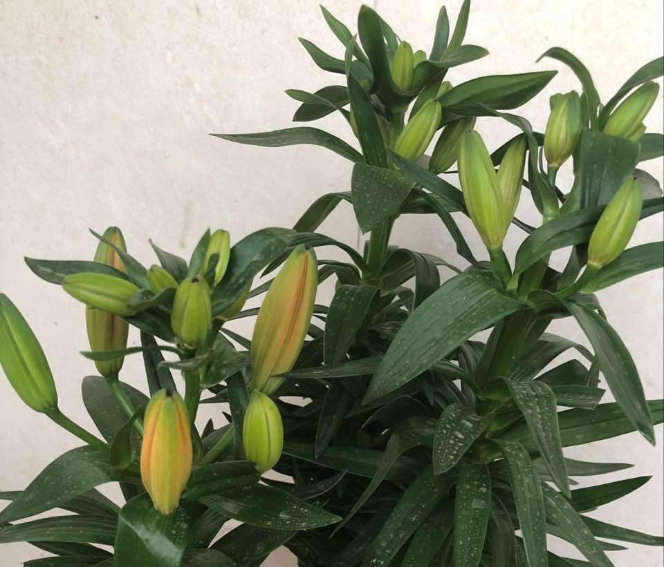 盆栽四季百合花怎么养殖方法