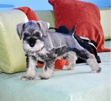 雪纳瑞幼犬如何训练大小便