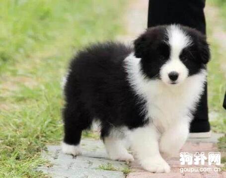 如何训练边牧在固定地点大小便