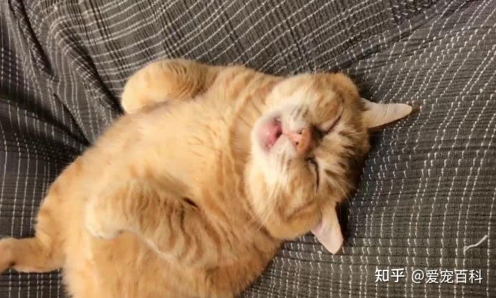 猫突然不吃东西 爱睡觉
