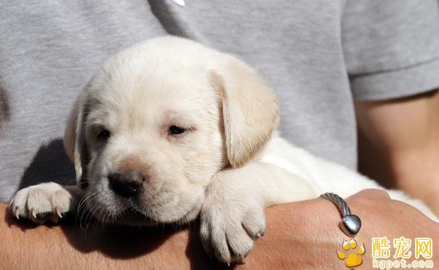 拉不拉多幼犬拉稀不吃东西怎么办