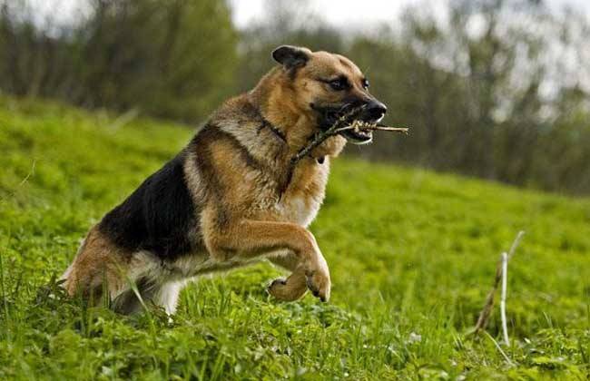 牧羊犬的训练方式