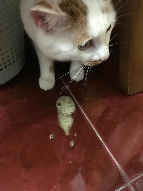 猫呕吐不吃东西眼睛肿