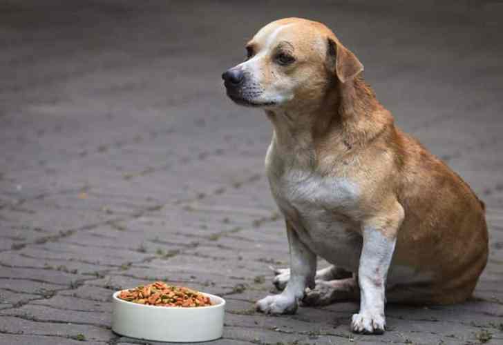幼犬突然不爱吃东西怎么办