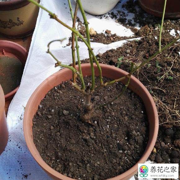 花换土注意事项