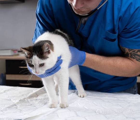 猫是否健康到医院检查哪些东西