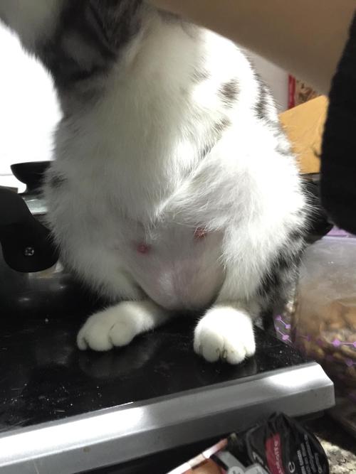 猫咪怀孕了不肯吃东西