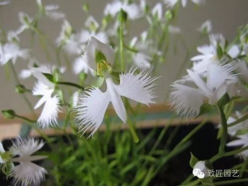 白鸟的栽培