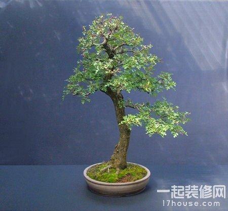 盆景的栽培和制作方法